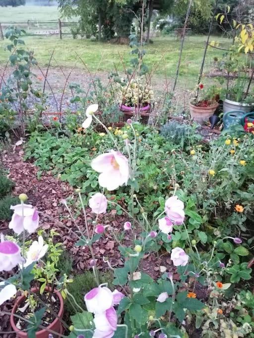 Les Hortensias La Souris Des Champs Etival-Clairefontaine Luaran gambar