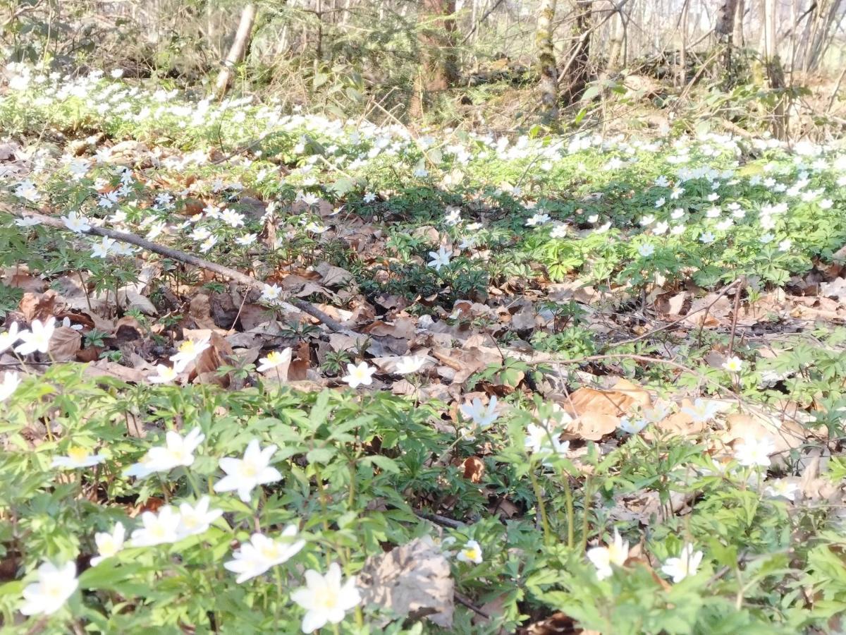 Les Hortensias La Souris Des Champs Etival-Clairefontaine Luaran gambar